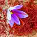 زعفران ممتاز باقری