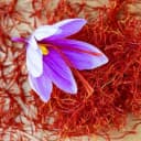 زعفران ممتاز باقری